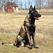 Belgian Malinois