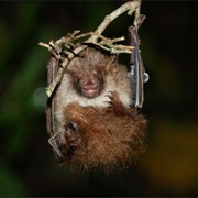 Ussuri Tube-Nosed Bat