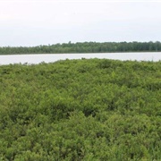 Greenock Swamp