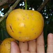 Yellow Mangosteen