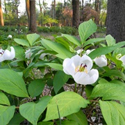 Woodland Peony (Paeonia Obovata)
