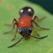 Velvet Ant