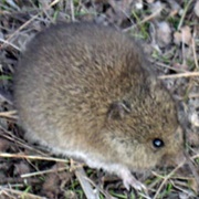Plains Harvest Mouse