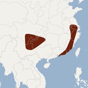 Fringed Long-Footed Myotis