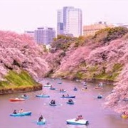 Sakura, Cherry Blossom Festival, Japan