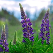 Lupine Flour