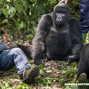 Gorilla Congo