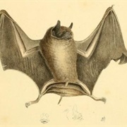 Big Naked-Backed Bat