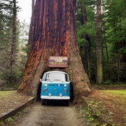 Ridden a Vehicle Through a Redwood Tree