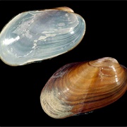 Chestnut Mussel
