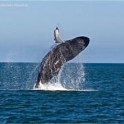 See Whales From Shore