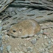 Arizona Pocket Mouse