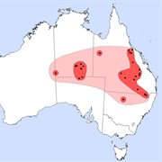 Bristle-Faced Free-Tailed Bat,