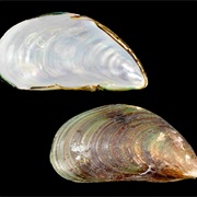 Green Mussel