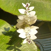 Aponogeton Lakhonensis