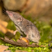Tundra Shrew
