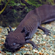 Axolotl