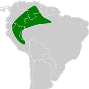 Laval's Disk-Winged Bat