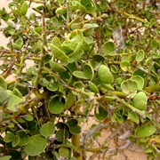 Mbamba Ngoma (Balanites Rotundifolia)