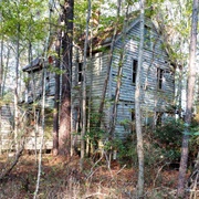 Virginia: The Old House Woods