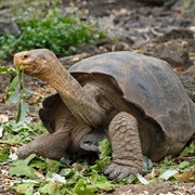 Giant Tortoise
