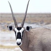 Arabian Oryx