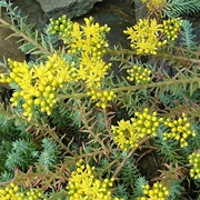 Reflexed Stonecrop (Petrosedum Rupestre)