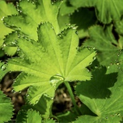 Lady's Mantle Tea