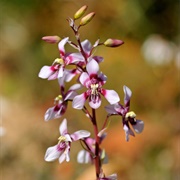 Lady's Hand (Cyanella Hyacinthoides)