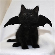 Batcat