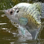 Crappie Fish