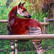 Zootampa at Lowry Park, Tampa, Florida, USA
