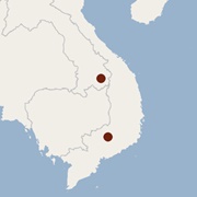 Long-Toothed Pipistrelle