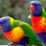 Lorikeet
