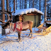 Reindeer Sleigh