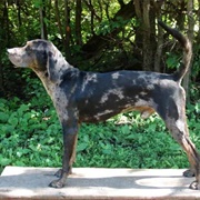 American Leopard Hound