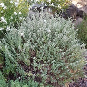 Bible Hyssop (Origanum Syriacum)