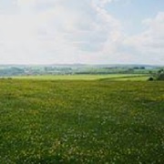 Berkshire Downs (England)