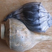 Knobbed Whelk