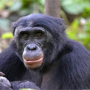 Bonobo