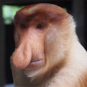 Labuk Bay Proboscis Monkey Sanctuary, Sandakan, Malaysia