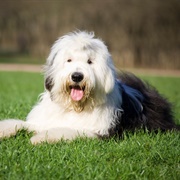 Old English Sheepdog