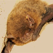 Eastern Cave Bat