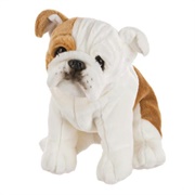 Signature English Bulldog