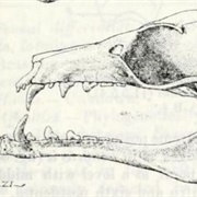 Woermann's Fruit Bat