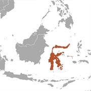 Sulawesi Naked-Backed Fruit Bat