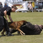 Police Dog Demonstration