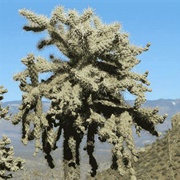 Jumping Cholla
