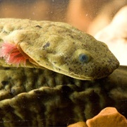 Ozark Hellbender