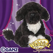 Signature Portuguese Water Dog